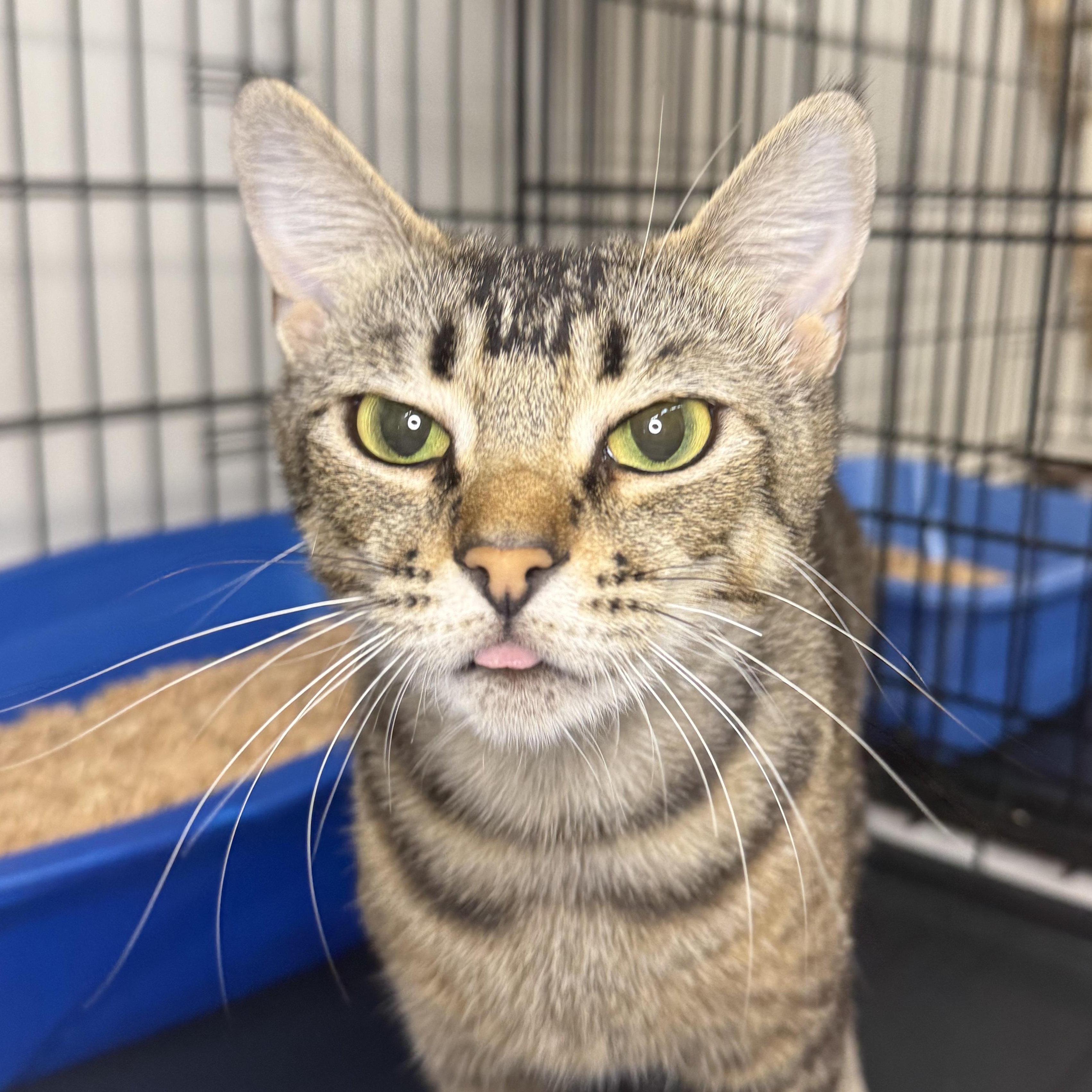 Enlarge Madeline, an adopted Domestic Short Hair in Santa Monica, CA image 2/3