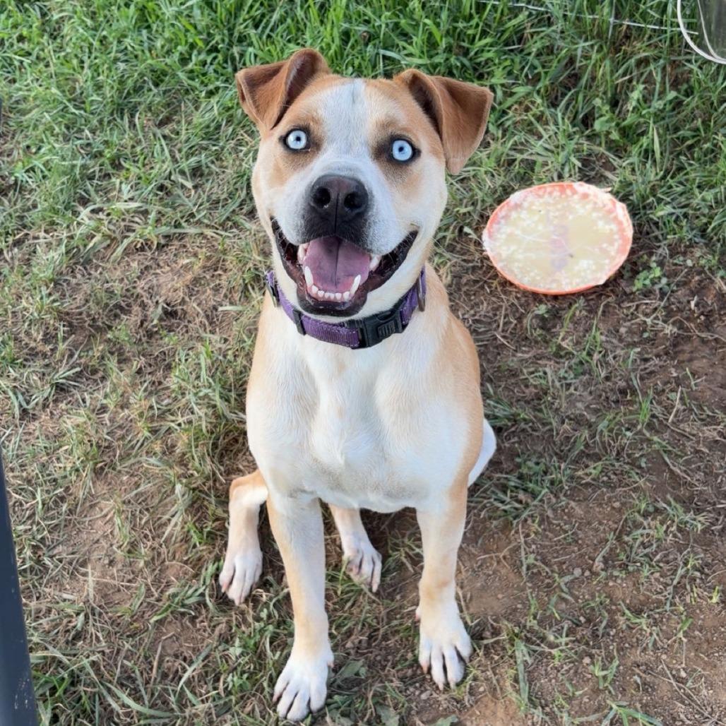 Enlarge Bayou, a Adoptable mixed breed in Marion, VA image 6/6