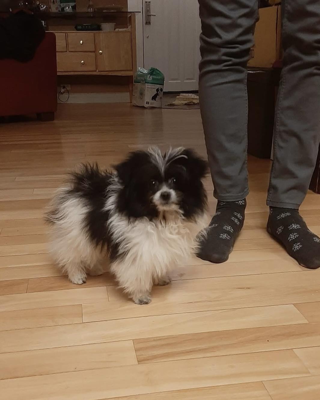 Hendrix, adopted, Puppy Male Pomeranian.