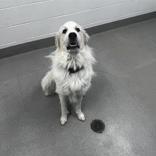 Enlarge Maverick, a ADOPTABLE Great Pyrenees in Hilliard, OH image 2/3