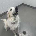 Enlarge Maverick, a ADOPTABLE Great Pyrenees in Hilliard, OH image 3/3