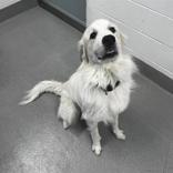 Maverick, ADOPTABLE, Young Male Great Pyrenees.