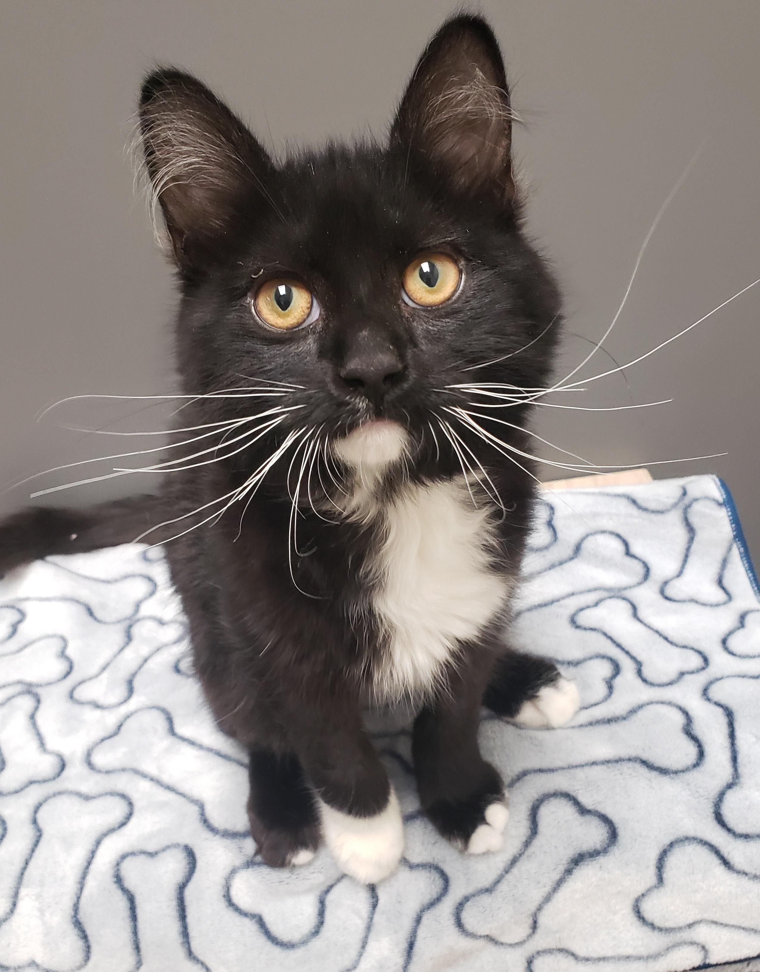 Enlarge Philémon, an adopted Domestic Short Hair in Anjou, QC image 2/3