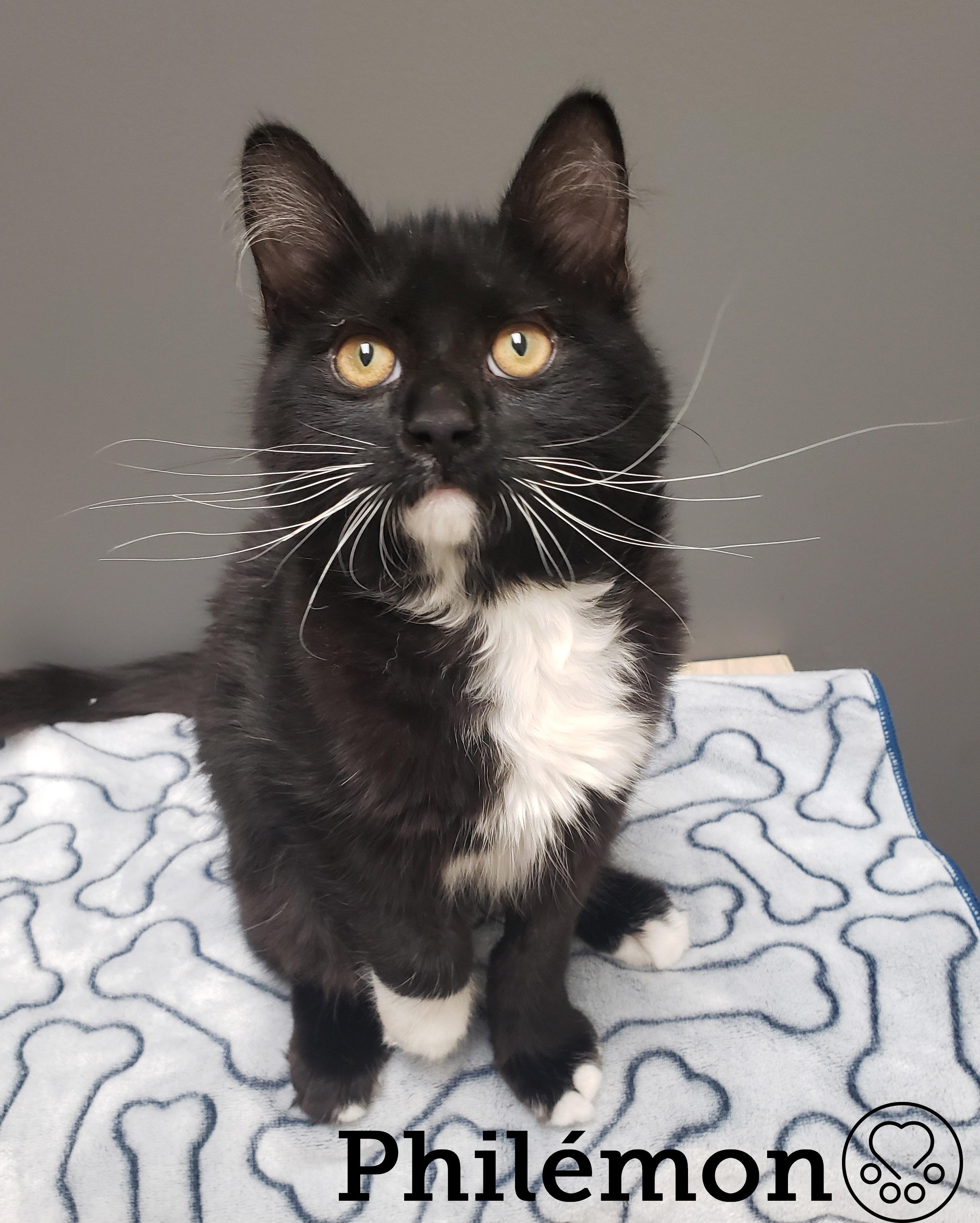 Enlarge Philémon, an adopted Domestic Short Hair in Anjou, QC image 1/3