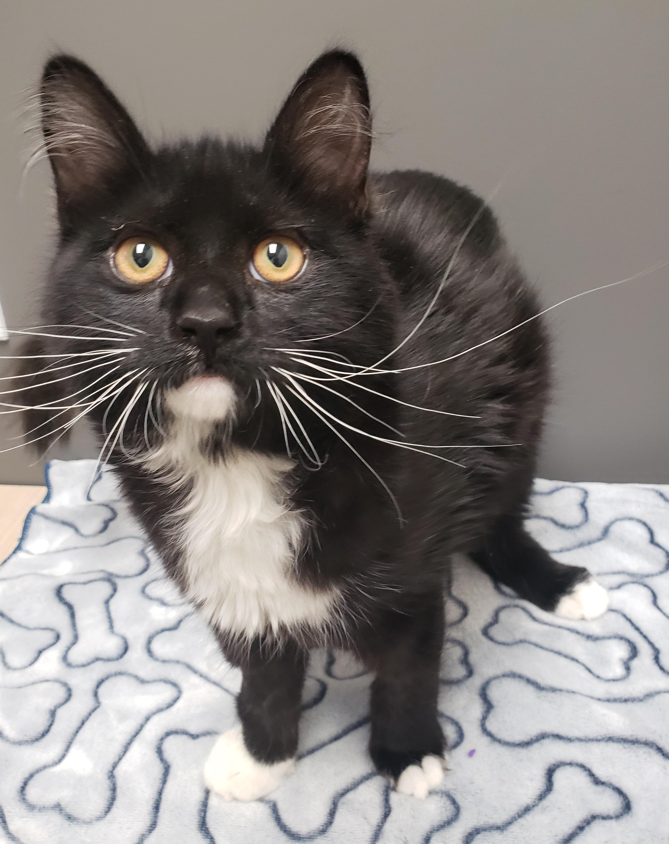 Enlarge Philémon, an adopted Domestic Short Hair in Anjou, QC image 3/3