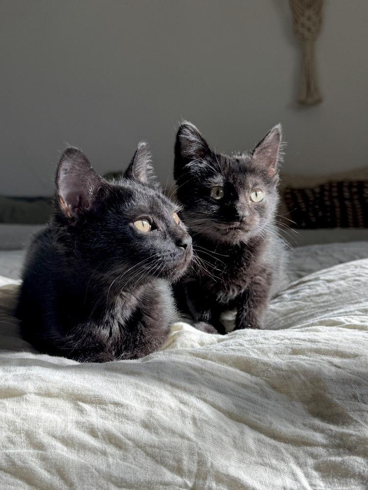 Thimble, Adoptable, Kitten Male Domestic Short Hair.