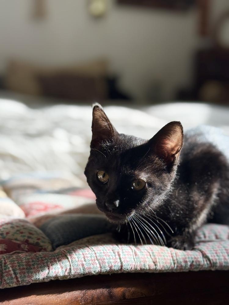 Thimble, a Adoptable Domestic Short Hair in Tucson, AZ image 2/2