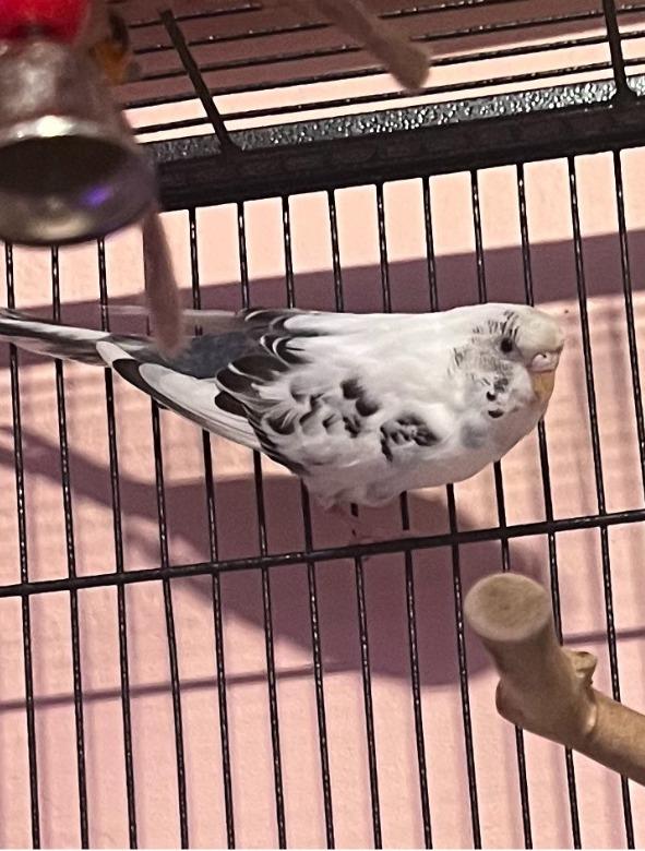 Whitebird, Adoptable, Adult Female Budgie / Budgerigar.