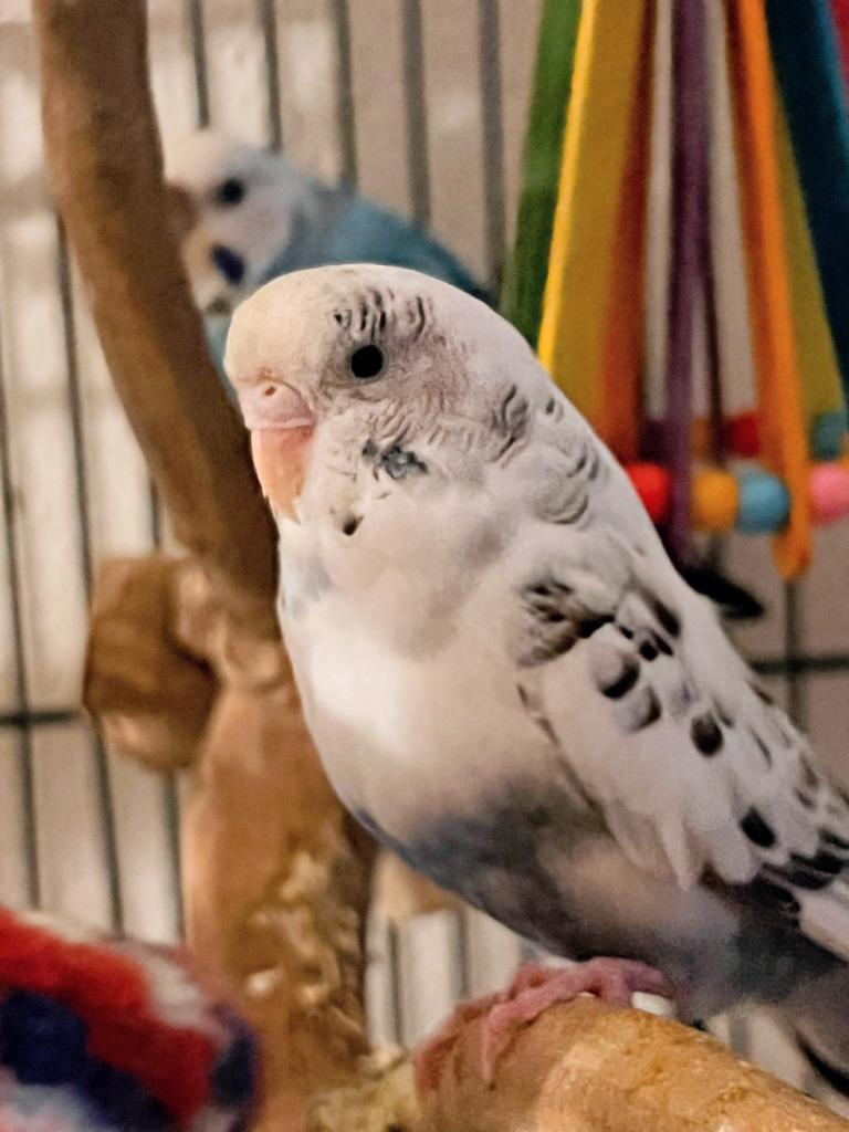 Whitebird, a Adoptable Budgie / Budgerigar in Ballwin, MO image 2/2