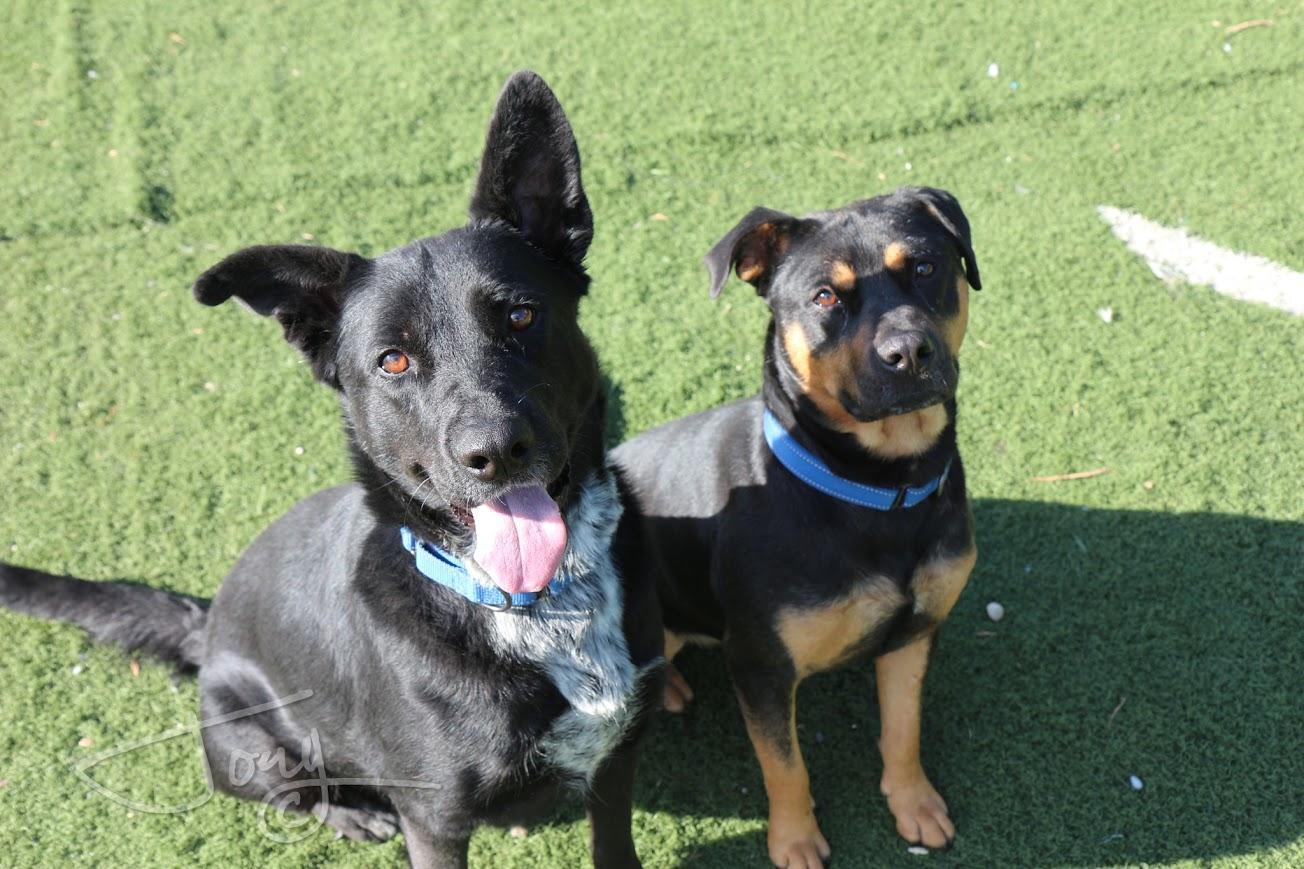 Winter, a Adoptable mixed breed in Jackson, MS image 4/4