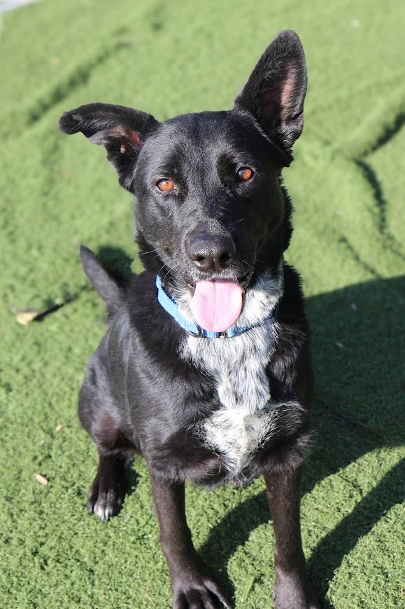 Winter, a Adoptable mixed breed in Jackson, MS image 2/4