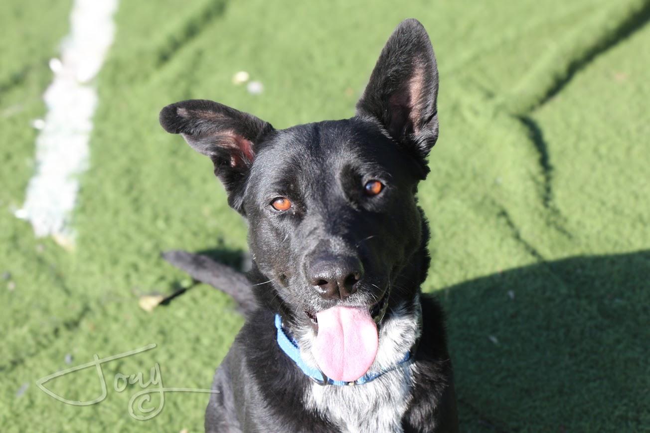 Winter, a Adoptable mixed breed in Jackson, MS image 3/4