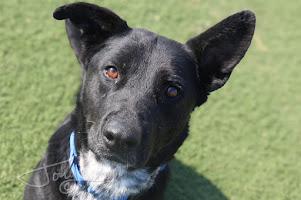 Winter, a Adoptable mixed breed in Jackson, MS image 1/4