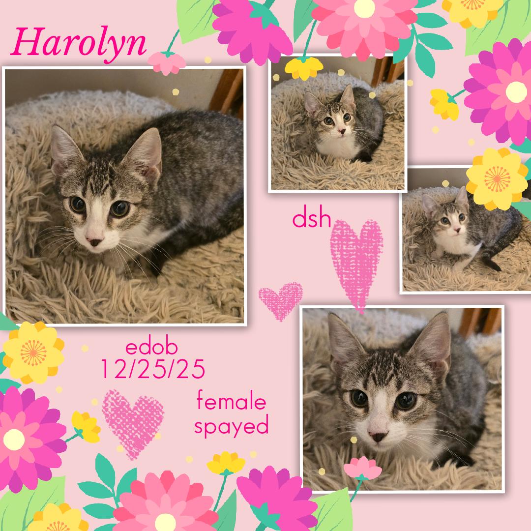 Harolyn OR14292-T, an adopted Domestic Short Hair in Beaverton, OR image 1/6