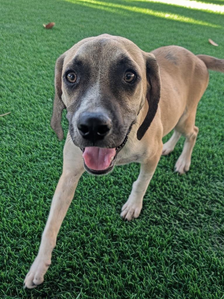 Enlarge Winston-6 mo old-1/2 off adoption fee!, a Adoptable mixed breed in Fort Myers, FL image 1/5