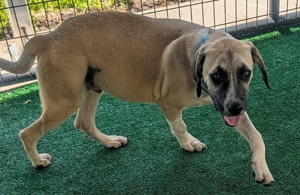 Enlarge Winston-6 mo old-1/2 off adoption fee!, a Adoptable mixed breed in Fort Myers, FL image 2/5
