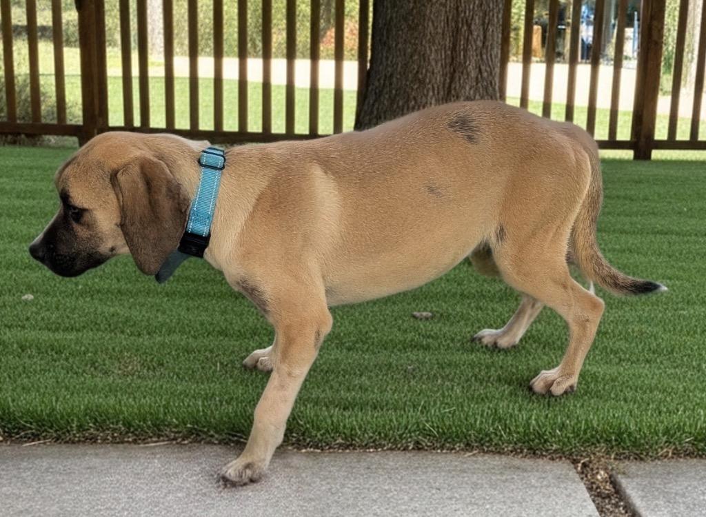 Enlarge Winston-6 mo old-1/2 off adoption fee!, a Adoptable mixed breed in Fort Myers, FL image 3/5
