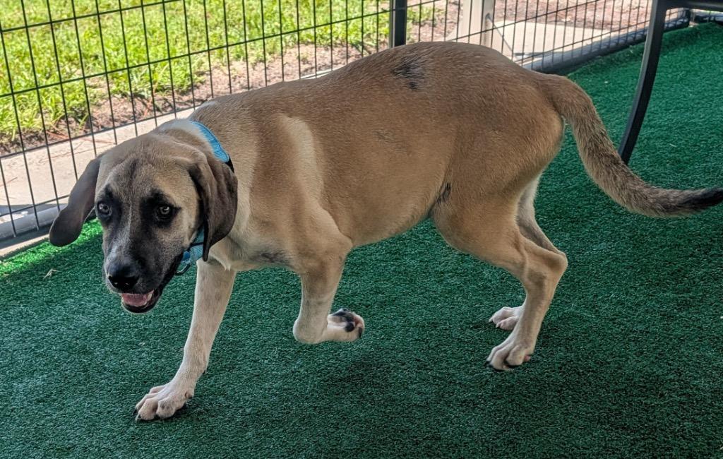 Enlarge Winston-6 mo old-1/2 off adoption fee!, a Adoptable mixed breed in Fort Myers, FL image 4/5