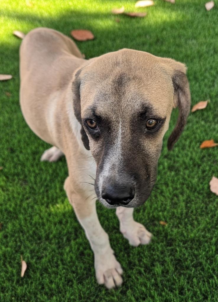 Enlarge Winston-6 mo old-1/2 off adoption fee!, a Adoptable mixed breed in Fort Myers, FL image 5/5