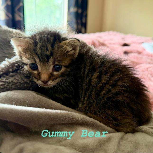 Enlarge Gummy Bear, a Adoptable Domestic Short Hair in Layton, UT image 5/6