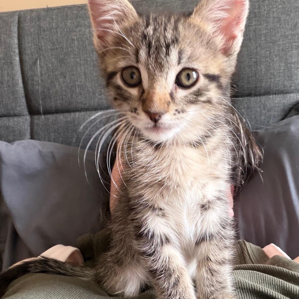 Enlarge Gummy Bear, a Adoptable Domestic Short Hair in Layton, UT image 6/6