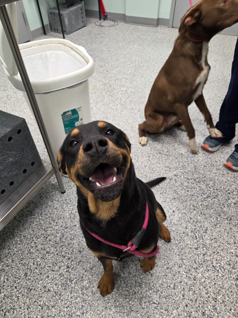 Gunther, Adoptable, Young Male Terrier.