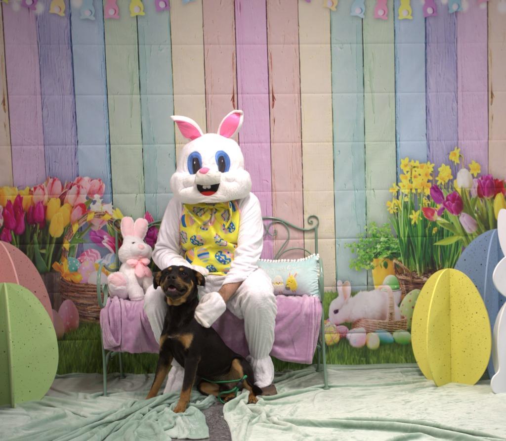 Enlarge Gunther, a Adoptable mixed breed in Athens, TN image 2/4