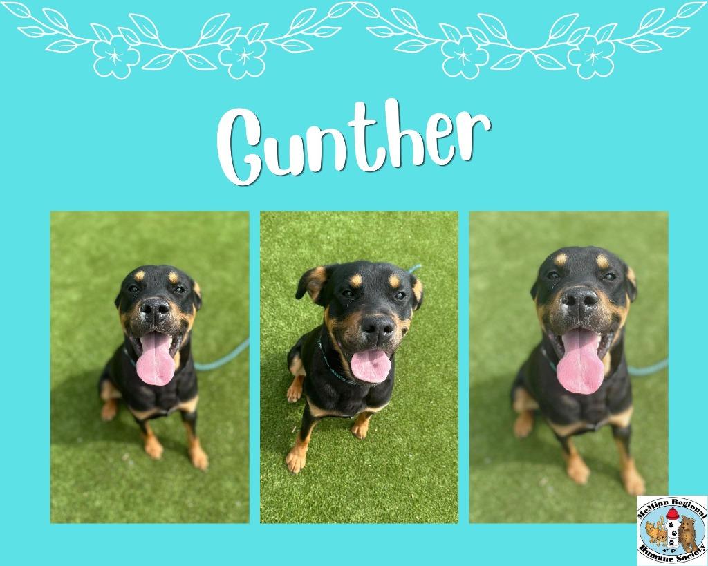 Enlarge Gunther, a Adoptable mixed breed in Athens, TN image 3/4