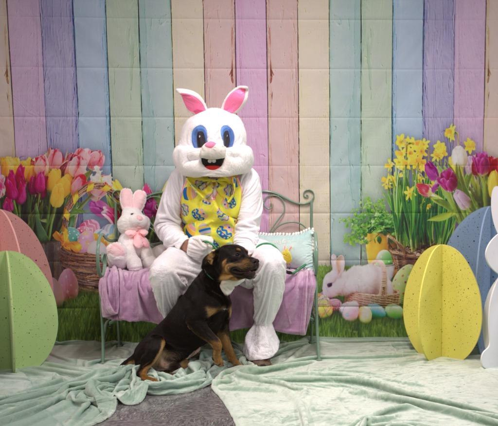 Enlarge Gunther, a Adoptable mixed breed in Athens, TN image 4/4