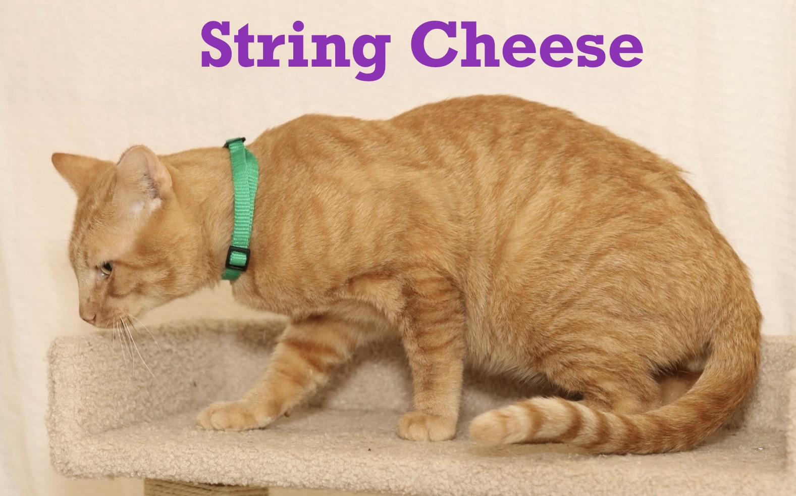String Cheese, an adopted Tabby in Houston, TX image 1/6