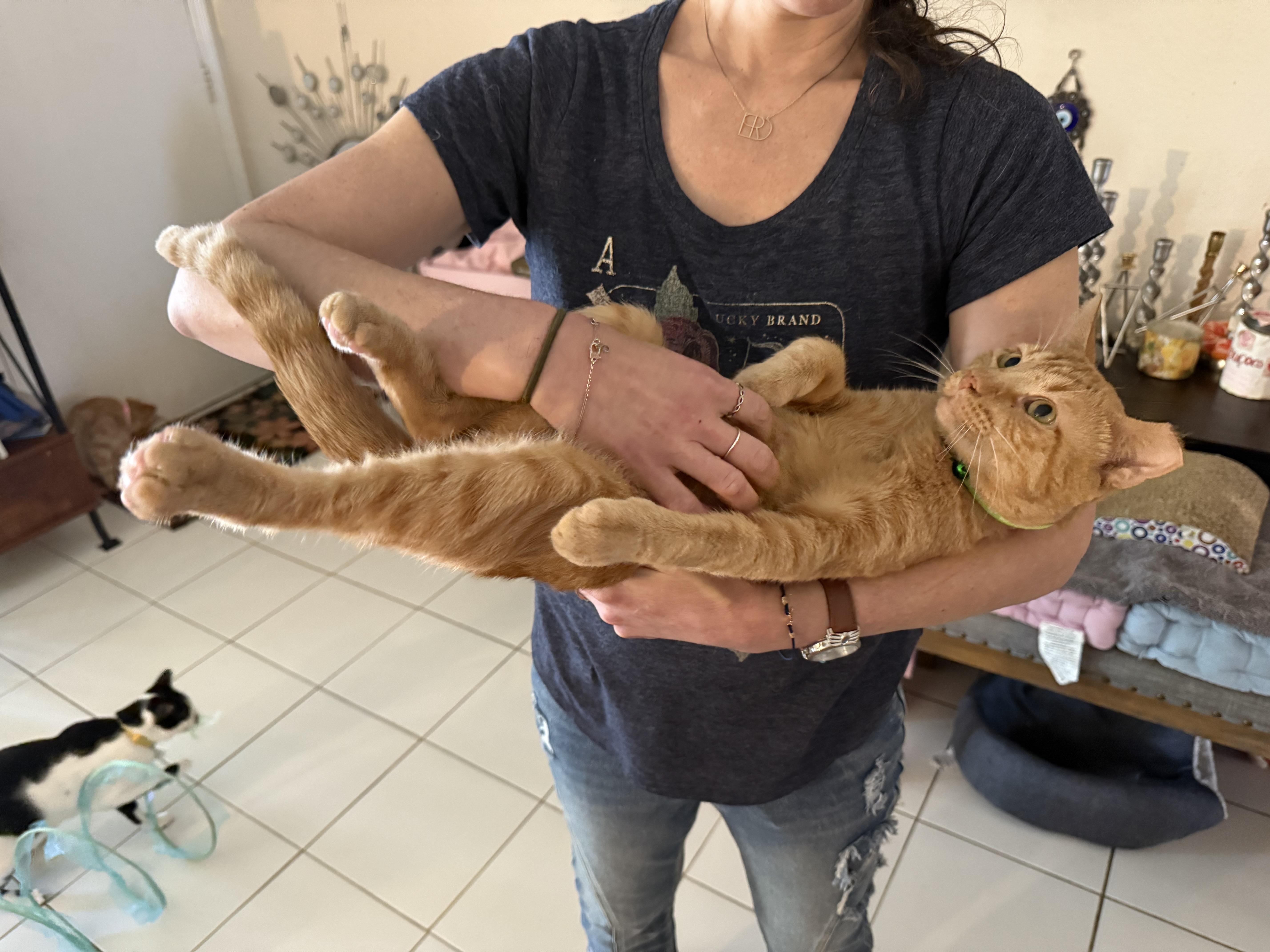 String Cheese, an adopted Tabby in Houston, TX image 2/6