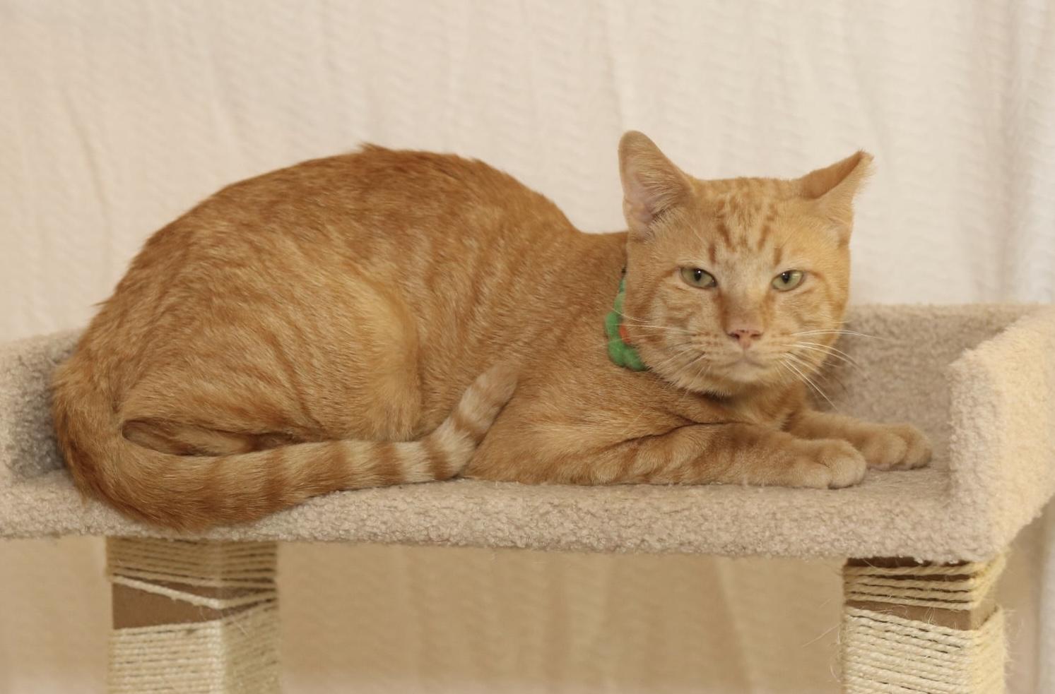 String Cheese, an adopted Tabby in Houston, TX image 3/6