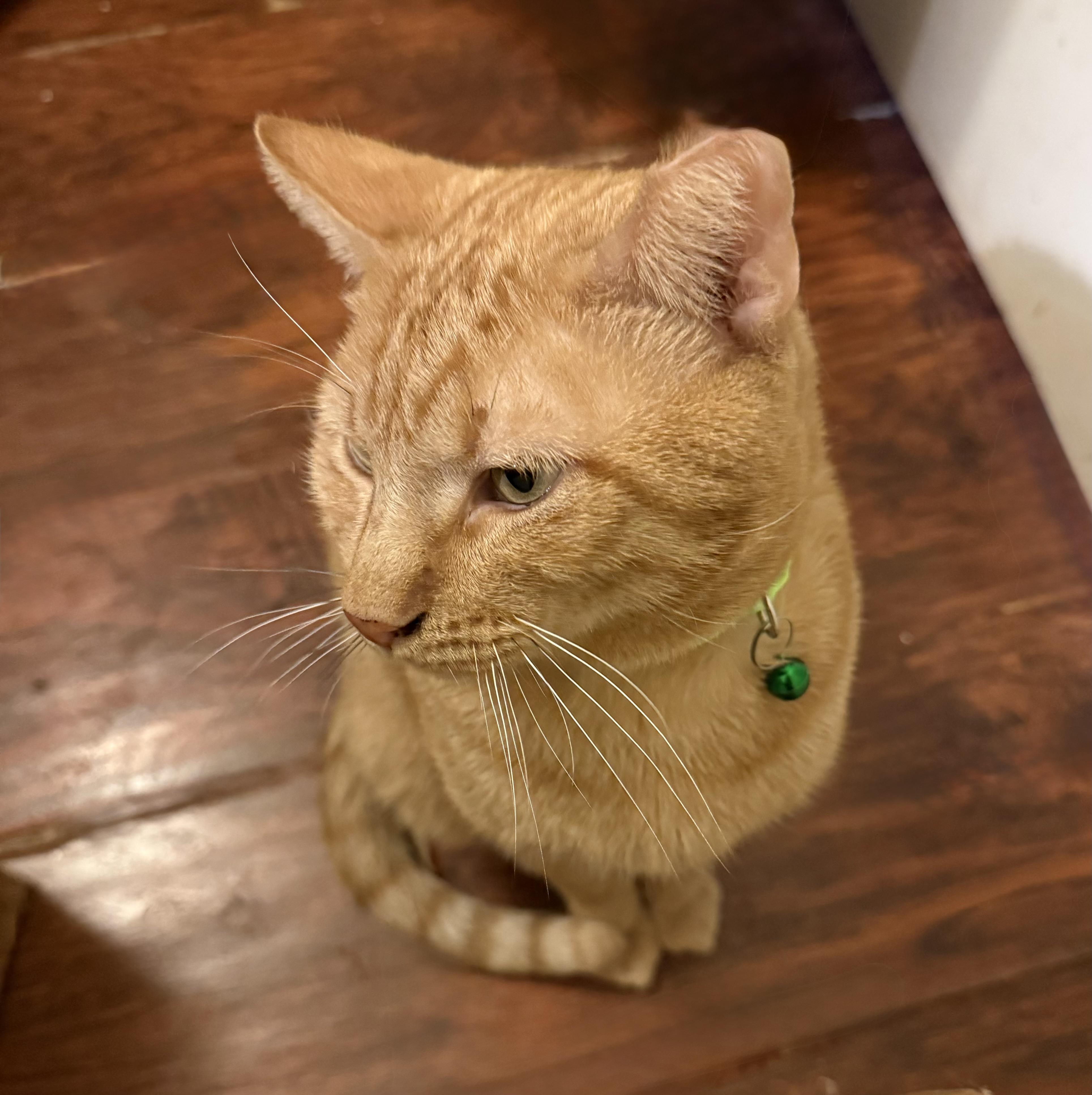 String Cheese, an adopted Tabby in Houston, TX image 4/6