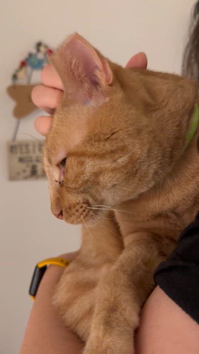 Enlarge String Cheese, an adopted Tabby in Houston, TX video 5/6