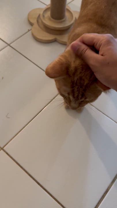 Enlarge String Cheese, an adopted Tabby in Houston, TX video 6/6