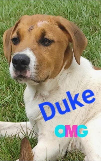 Enlarge Duke (CL 2023), a Adoptable mixed breed in Mobile, AL image 1/1