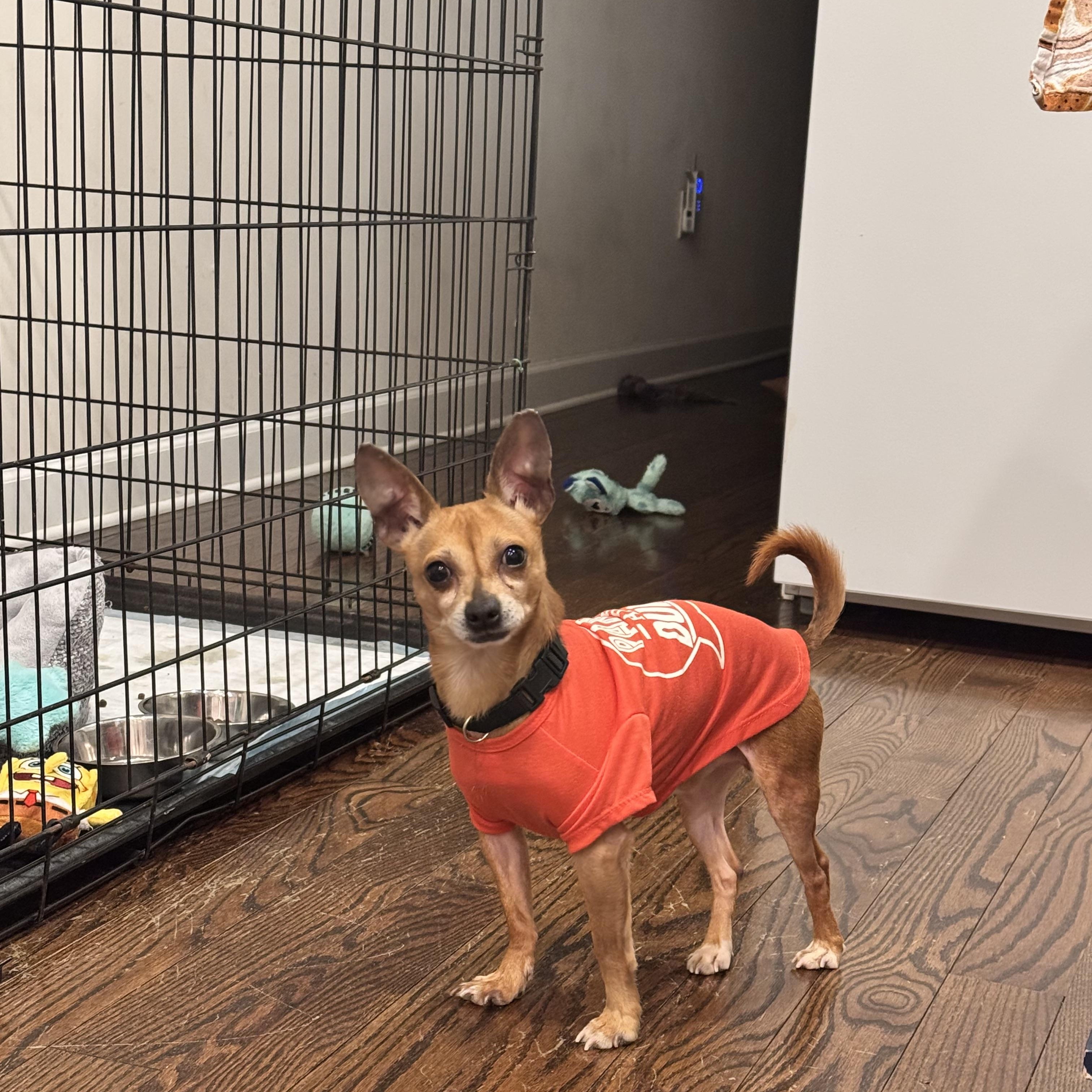 Enlarge Taquito , an adopted Chihuahua in Ocean city , MD image 3/6