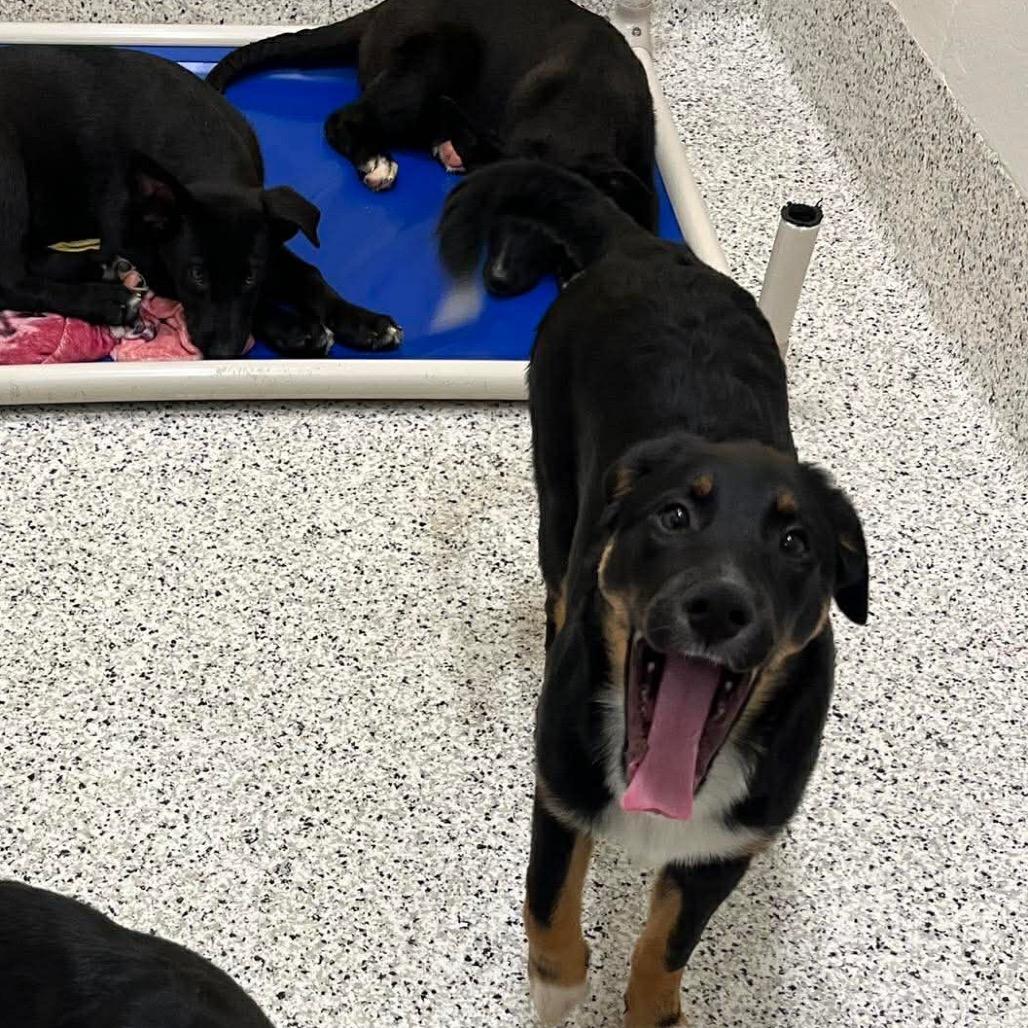 Arizona, Adoptable, Young Female Australian Shepherd & Mixed Breed.
