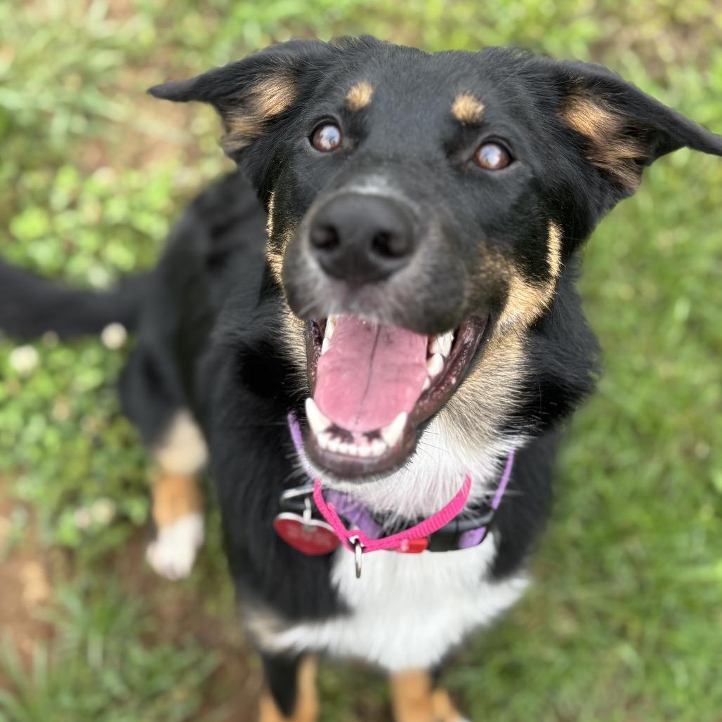 Enlarge Arizona, a Adoptable mixed breed in Duck River, TN image 2/5