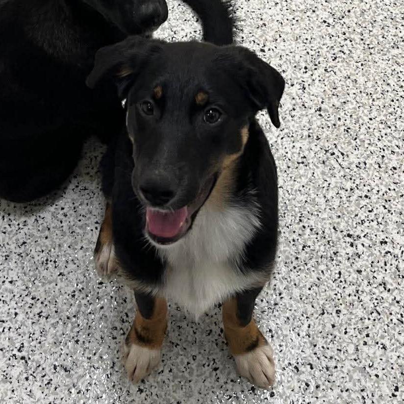 Enlarge Arizona, a Adoptable mixed breed in Duck River, TN image 3/5