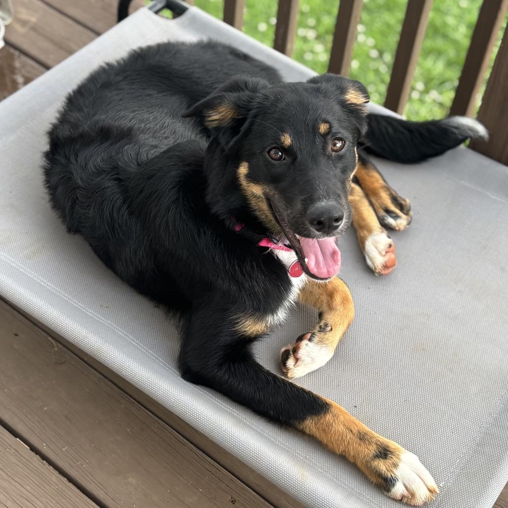 Enlarge Arizona, a Adoptable mixed breed in Duck River, TN image 4/5