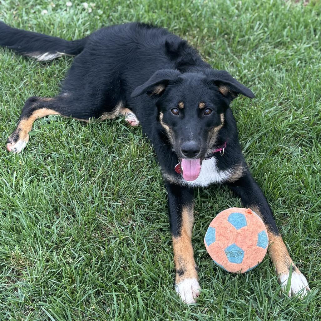 Enlarge Arizona, a Adoptable mixed breed in Duck River, TN image 5/5