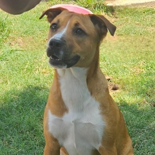 Sissy — thumbnail 3