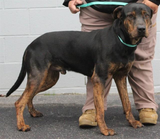 Enlarge STAN, a Adoptable mixed breed in Lexington, SC image 1/1
