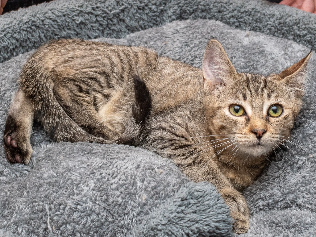 Raspberry — thumbnail 2