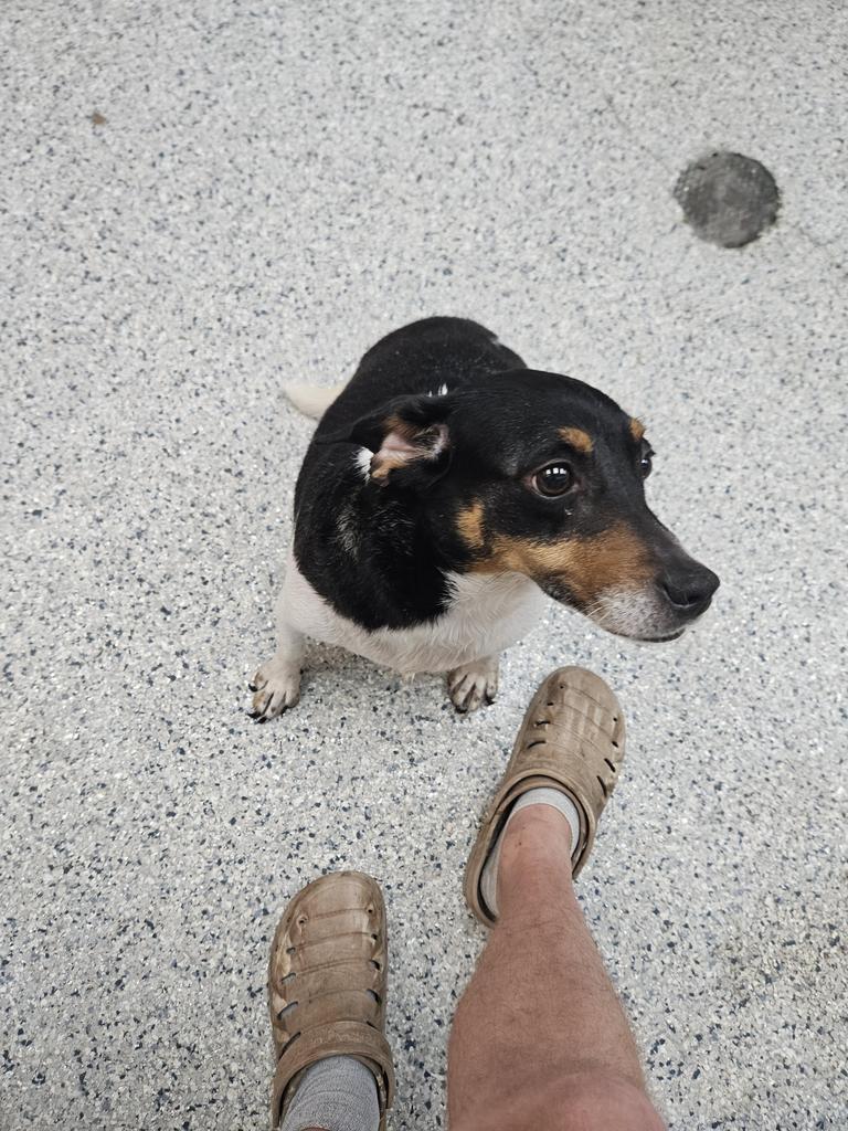 Duckie, a Adoptable mixed breed in Livingston, LA image 1/2