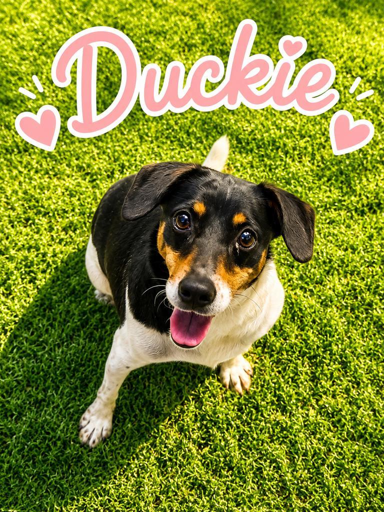 Duckie, a Adoptable mixed breed in Livingston, LA image 2/2