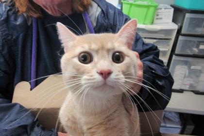 Enlarge Sledge, a Adoptable Domestic Short Hair in West Memphis, AR image 2/2