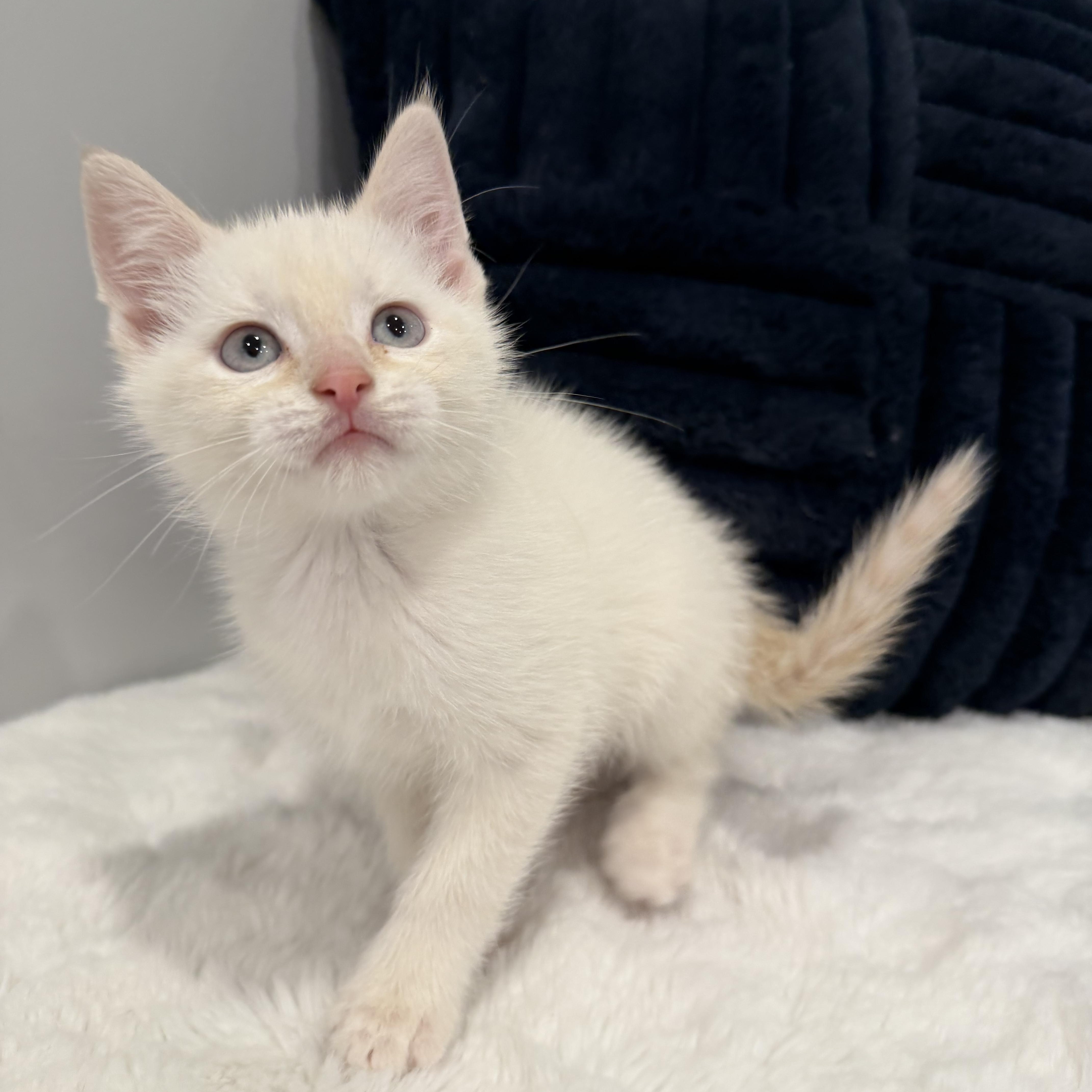 Sumo, an adopted Domestic Short Hair in Chicago, IL image 1/6