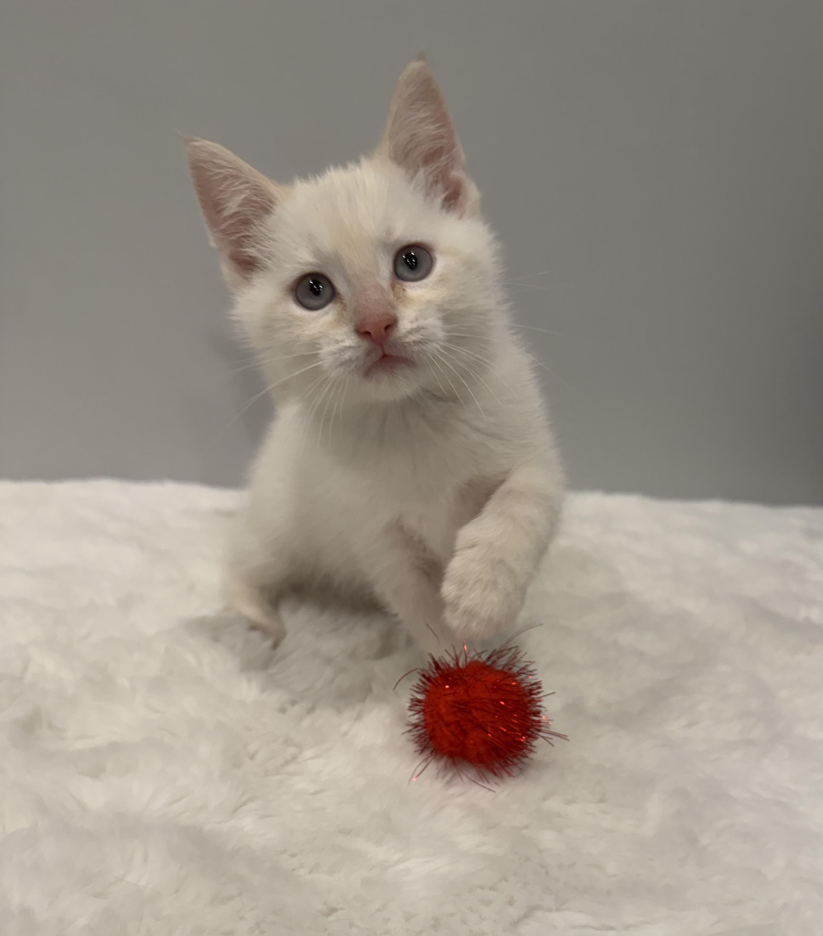 Sumo, an adopted Domestic Short Hair in Chicago, IL image 2/6